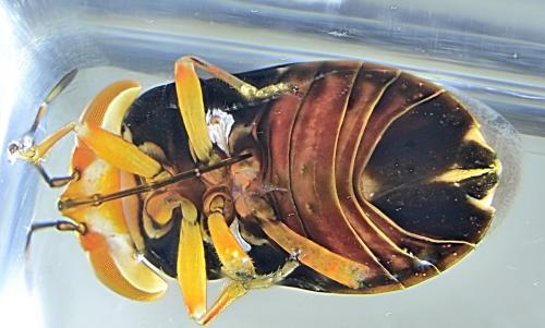 Geocoris erythrocephalus